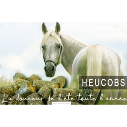 HEUCOBS CUBES DE FOIN COMPRESSÉS (20 KG)  HORSE FEED CGP  HORSE FEED