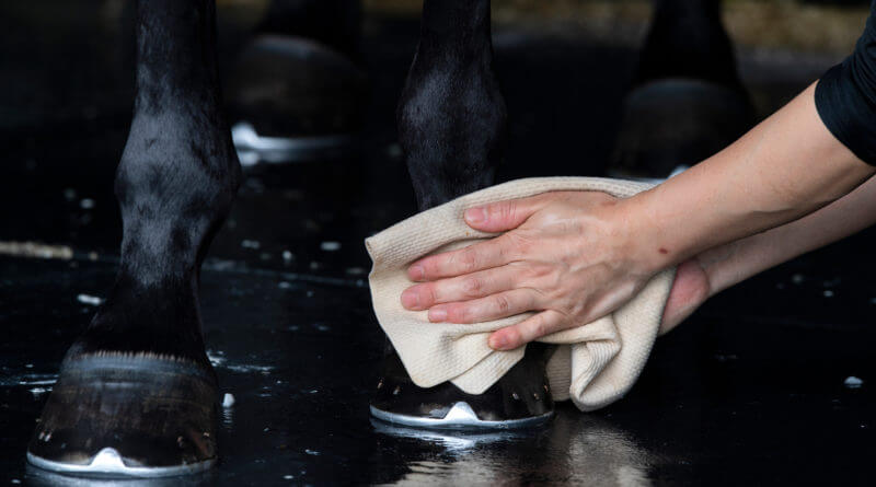 Stop aux fourchettes pourries : séchez et aseptisez les pieds de votre cheval !