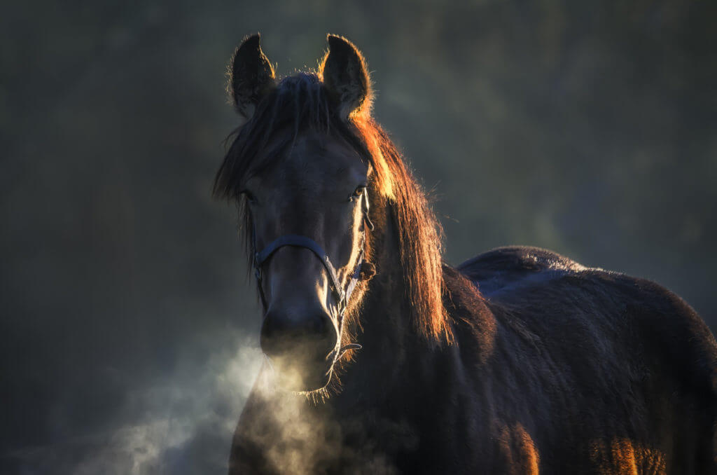  respiratoire d'un cheval en hiver